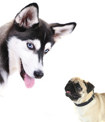 Dogs isolated on white