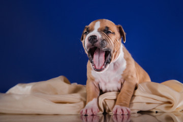 Puppy American Staffordshire Terrier