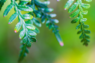 macro shot of a fern