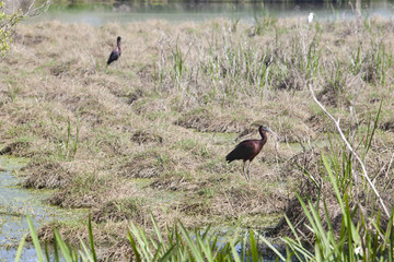 Glossy ibis at Donana National Park