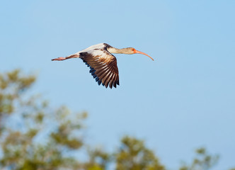 Young Ibis in Flight