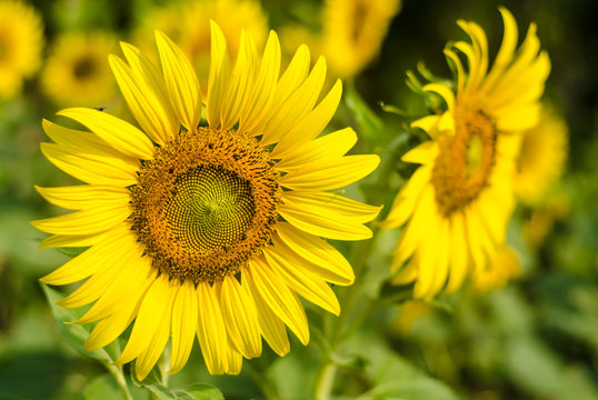 sun flower.