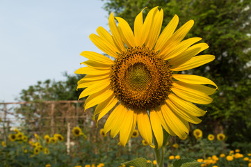 sunflower
