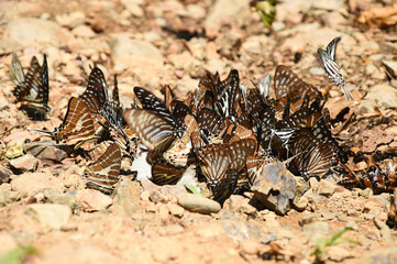 Butterfly on the ground, Nature in thailand