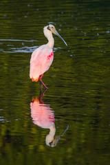 Beautiful and Bizarre Roseate Spoonbill