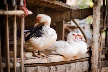 Ducks in the farm