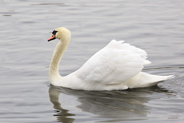 Naklejka na ściany i meble White Swans. Pond in the Moscow zoo.