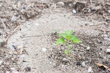 young plant of vagetable in ground