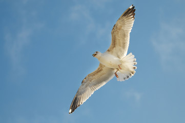 Möwe am Himmel