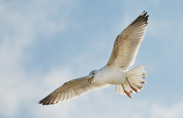 Möwe schwebt in der Luft