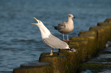Silbermöwe auf einer Buhne