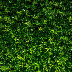 Fototapeta na wymiar Artificial green Grass