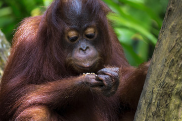 Fototapeta premium Borneo Orangutan