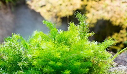 fern plant on rock,nature background