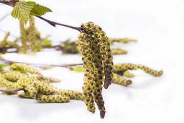bloom on the branches of birch buds