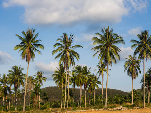 Coconut palm trees perspective view © Yuttana Studio