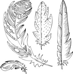 set of line drawing feathers