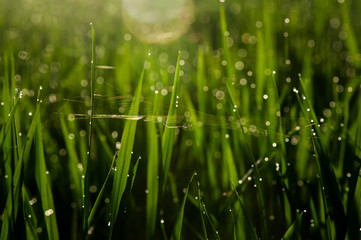 Obraz premium Spider with artistic soul.