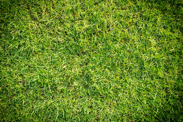 Grass green background