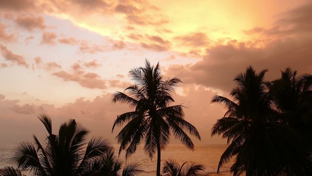 beautiful landscape with tropical sea sunset and palm on foregro