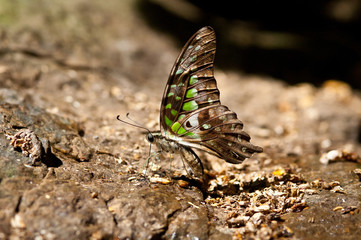 Tailed Jay butterfly.(Graphium agamemnon)