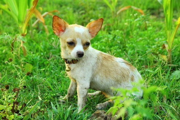Naklejka na ściany i meble Chihuahua, dog, puppy chihuahua cute.