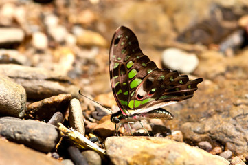 Tailed Jay butterfly.(Graphium agamemnon)