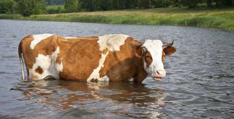 Cow at Watering