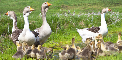 Geese  with goslings in the meadow