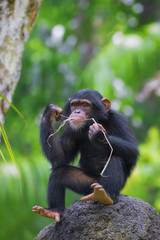 Common Chimpanzee
