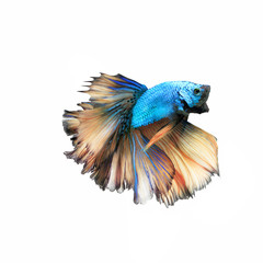 Siamess fighting fish