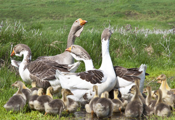 Geese with goslings in the meadow