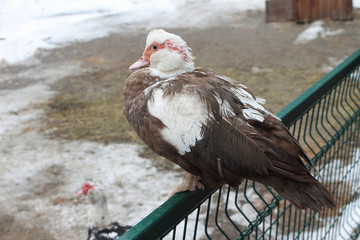 Duck on a fence