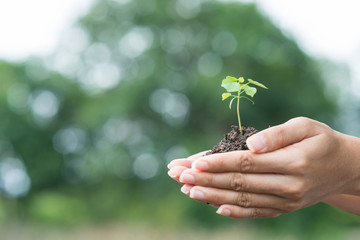 young plant of vagetable with ground on hand