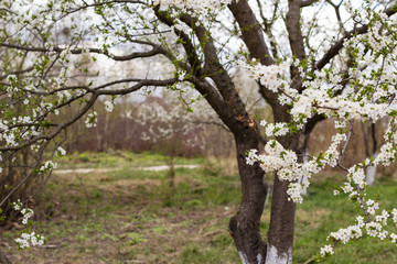 spring tree with white flowers and green leaf in orchand garden