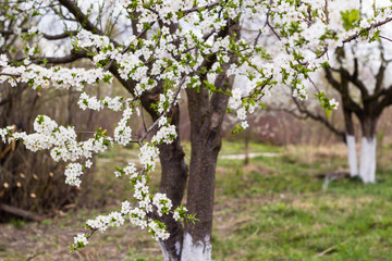 spring tree with white flowers and green leaf in orchard garden