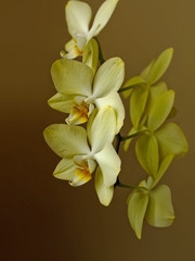 Obraz na płótnie Canvas yellow orchid flowers