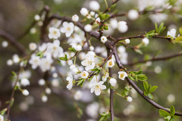 Obraz premium spring tree with white flowers and green leaf in orchard garden