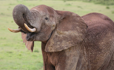 African Elephant Male