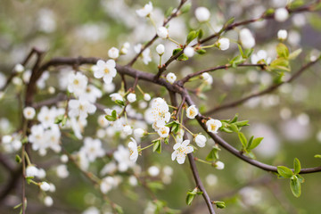 spring tree with white flowers and green leaf in orchard garden
