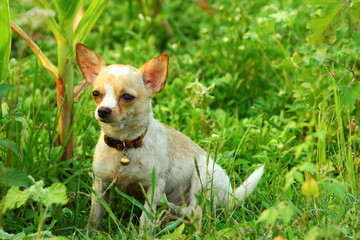 Chihuahua, dog, puppy chihuahua cute.