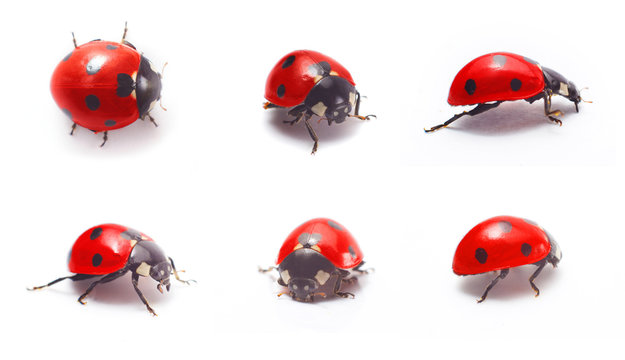 Ladybug Isolated