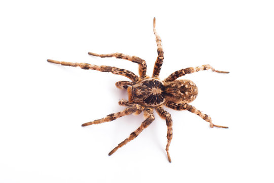 spider isolated