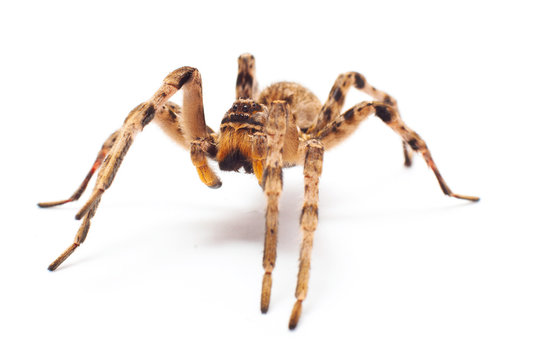 spider isolated