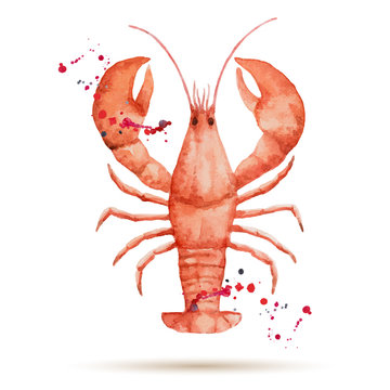 Watercolor lobster.
