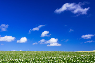 美幌町の田園風景
