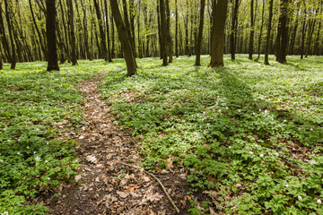 Fototapeta premium lane path in green spring forest full of white flowers landscape