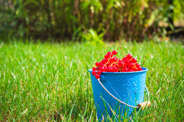 red currant fruit bucket grass