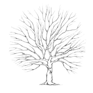 Baum f&uuml;r Hochzeitspaar mit gro&szlig;er Baumkrone