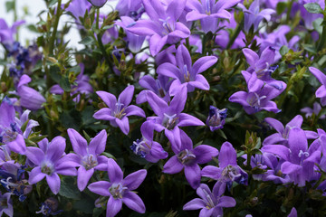 Beautiful vivid purple spring flower bush Dalmatian bellflower
